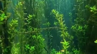 ɢʀɛɛռ ǟʟɢǟɛ