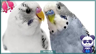 همهچیز درباره مرغ عشق؛ کوچولوی دوستداشتنی و پرانرژی!