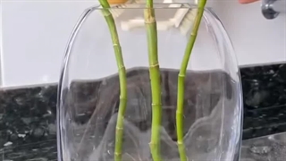 علت نوک سوزی برگ بامبو املاح بالا کمبود عناصر فساد ریشه نور شدید آفت بیماری خشکی محیط قارچی لاکی زرد شدن کود مخصوص گیاهان خانگی