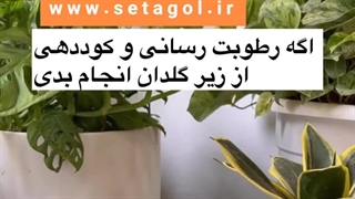 دلیل علت چرا سبب باعث زرد خشک سیاه لوله له آبکی چروک آویزون شدن روش راه شرایط سم کود تقویتی خاک مناسب پاجوش زدن گل گیاه سانسوریا