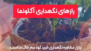 روش نحوه آموزش نکات طلایی نگهداری پرورش نوررطوبت دما بهترین خاک کود گلدان محیط مناسب گل گیاه آگلونما سبز برفی
