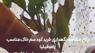خرید بهترین مناسب کود مورد نیاز مخصوص و قلمه راهکارهای سریع روش افزایش مهم اصولی رشد ترفند دوبرابر کردن پاجوش گیاهان زاموفیلیا