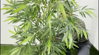 خرید درختچه مصنوعی بامبو خیزران اروپایی ۱.۸ متری با کیفیت لمسی 