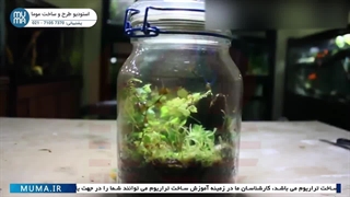 " انتخاب گیاهان مناسب برای تراریوم بسته: بهترین گزینه‌ها برای زیبایی و سلامت"