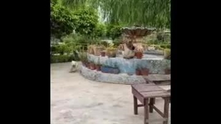 اقامتگاه بومگردی شالیزار در کوچصفهان