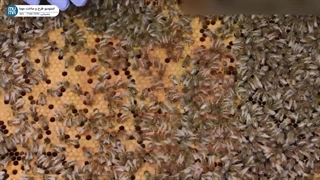 "آپدیت کندوچه: راهنمای جامع زنبورداری برای بهبود عملکرد زنبورهای عسل"