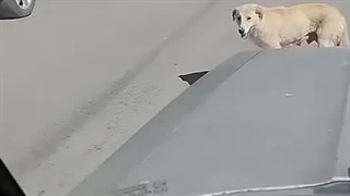 سگه جلوی ماشین رو گرفته که توله شو درمان کنن