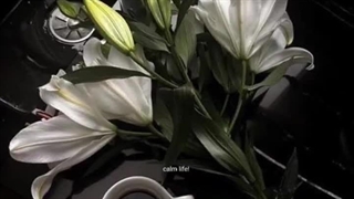 زندگی ایده‌آلی که میخوام؛