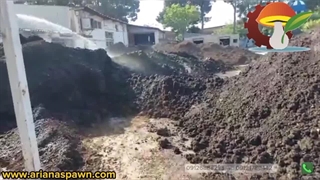 آبگیری و به عمل آوری  خاک قارچ