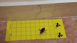 کاربرد چسب زرد حشرات در داخل خانه