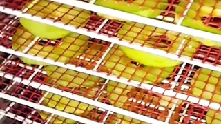 اموزش خشک کردن طالبی و ملون با دستگاه خشک کن میوه