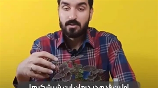 آفات و بیماری های شایع در حسن یوسف