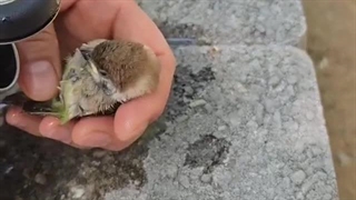 لطفا آدامس رو نندازید زمین!