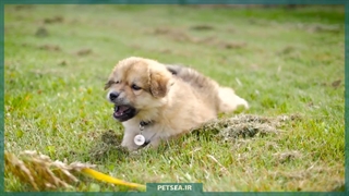 مسیر شگفت‌انگیز رشد توله‌ سگ‌ ها | از چشم باز کردن تا نوجوانی