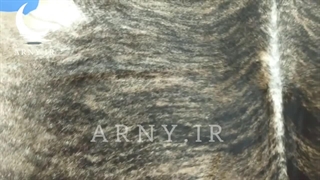 پوست گاو رگه ای سوخته تزئینی جذاب