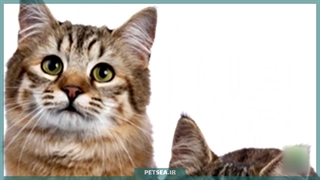 گربه پیکسی‌ باب | گربه‌ ای قلبی مهربان