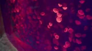 سریال چینی نسل ما Our Generation 2025 قسمت 4 زیرنویس چسبیده (کیفیت بالاتر توضیحات)