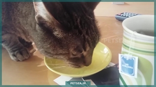 راه‌هایی برای افزایش شادی گربه‌ها