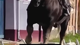 یا خدا عجب اسب عظیم الجثه‌ای