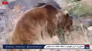 تصاویری از خرس قهوه‌ای در منطقه حفاظت شده چالوس