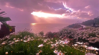 شبتون به زیبایی این گلا گوگولیا:)