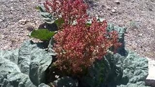 تصاویری از مناظر طبیعی خانیک