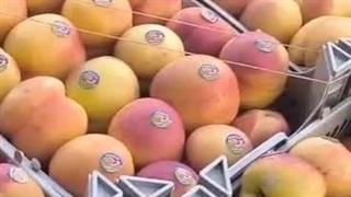 بازرگانی میوه سیوان در اشنویه