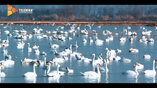 بهنام بانی - موزیک ویدیو سریال زخم کاری | Behnam Bani - Zakhm Kari