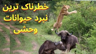 خطرناک ترین نبرد حیوانات وحشی که هرگز انتظار نمی رفت
