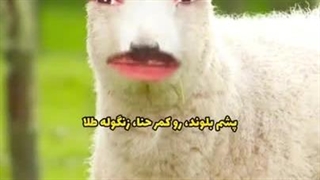 جرررررررررر