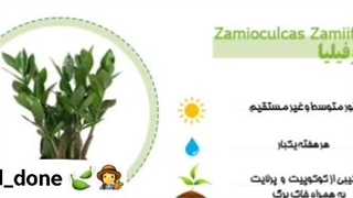 گیاهان آپارتمانی