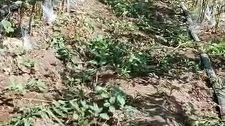 نهالستان بهرنگ در میاندوآب