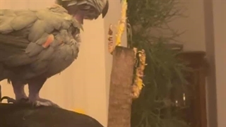 عاشقانه نفیسه روشن