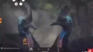 کاسواری خطرناک ترین پرنده ی دنیا