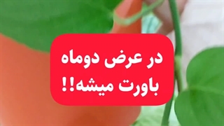 معرفی بهترین برند با کیفیت تقویتی نحوه استفاده موردنیاززمان مصرف کود پروتکت نیچر هیومیک اسید گیاهان آپارتمانی