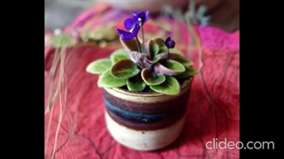 بنفشه آفریقایی