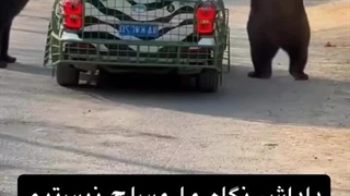 وضعیت خرس ها در روسیه ۲۰۲۵