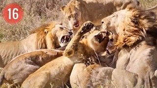 سکدی شیر نری که با برادرانش علیه پدرش سکاکاما شورش کرد