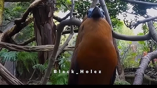 وحشتناک‌ترین صدا‌ها در میان پرندگان