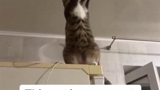 گوربا مکانیک