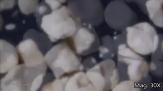 علوم تجربی ششم دبستان | درس دهم: خیلی کوچک، خیلی بزرگ | جوانه زدن مخمر