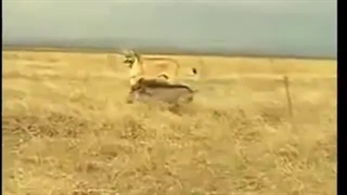 بزرگواریه درندگان