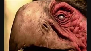 Top 10 Most Dangerous Prehistoric Animals (NO DINOSAURS)