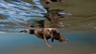 نهنگ ها، از وقتی پا داشتند تا به امروز