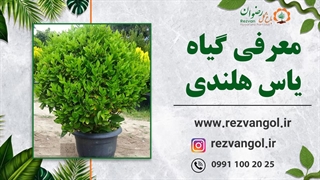 معرفی گیاه یاس هلندی