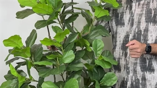 ChatGPT said:  خرید درختچه مصنوعی فیکوس لیراتا با ارتفاع ۱.۸ متر