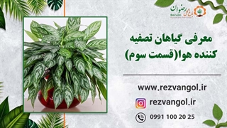 معرفی گیاهان تصفیه کننده هوا(قسمت سوم)