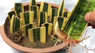 بهترین کود برای پاجوش دهی سانسوریا