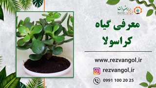 نحوه نگهداری از گیاه کراسولا