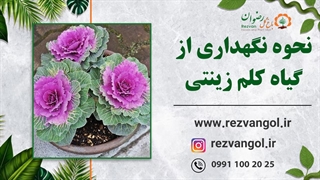 نحوه نگهداری از گیاه کلم زینتی